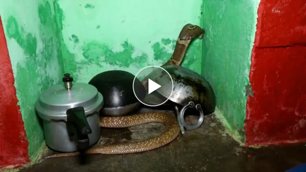 “Heart-Pounding Kitchen Cobra Rescue: A Wild Encounter!”